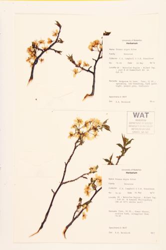 Canada Plum specimen