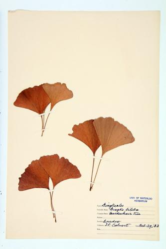 Maiden-Hair Tree; Ginkgo specimen