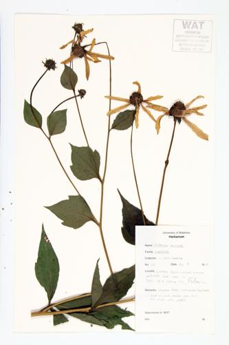 Cut-leaved Coneflower; Tall Coneflower specimen