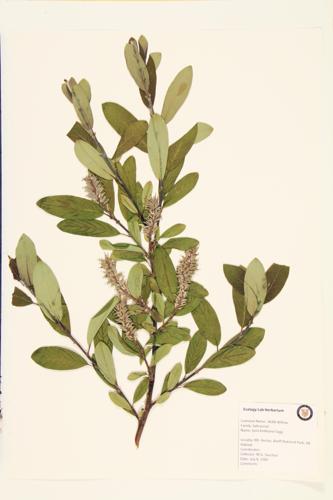 Bebb Willow; Long-beaked Willow specimen