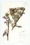 Tansy Ragwort; Tansy Grounsel specimen