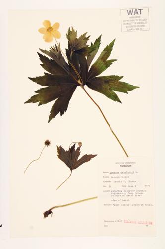 Canada Anemone; Round-leaved Anemone;  specimen