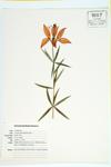 Wood lily; Red Lily; Philadelphia Lily; Prairie lily specimen