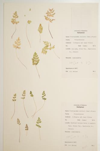 Steller's Rock-brake; Slender Cliff-brake; Fragile Rock-brake specimen