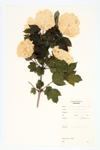 Guelder Rose; Snowball specimen