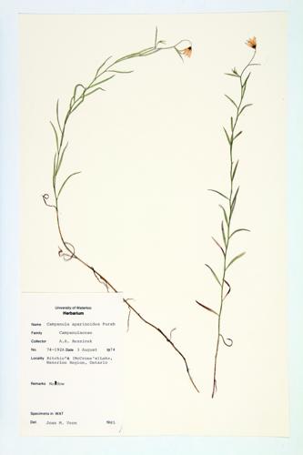 Bedstraw Bellflower; Marsh Bellflower specimen