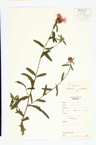 Horse-knops; Black Knapweed specimen