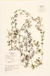 Rough Bedstraw specimen