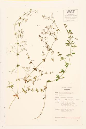 Wood Bedstraw; Baby's-breath specimen