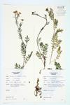 Creeping Yellow-cress; Creeping Yellow Water-cress specimen