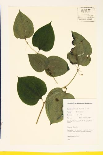 Bristly Greenbrier specimen