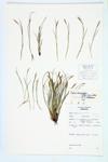 Brome Hummock Sedge; Bromelike Sedge  specimen