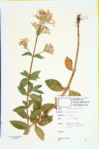 Bouncing-bet; Bruise-wort specimen