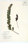 Round-headed Bush-clover specimen