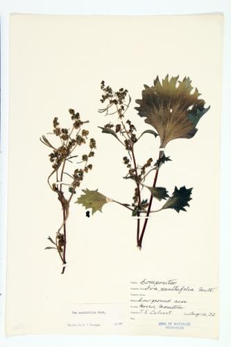 Giant Sumpweed; Burweed Marsh-elder; False Ragweed specimen