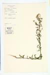 Canadian Horseweed; Canada Fleabane; Horseweed specimen