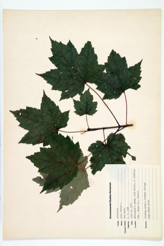 Red Maple; Soft Maple specimen