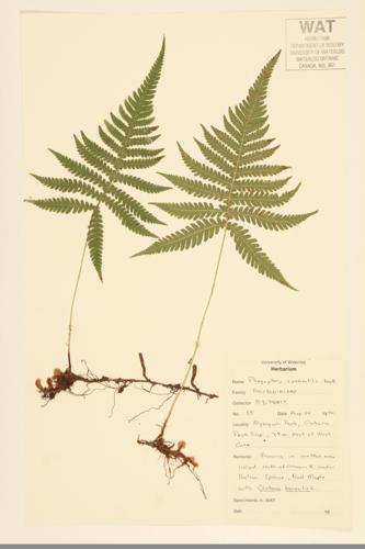 Long Beech Fern; Northern Beech Fern specimen