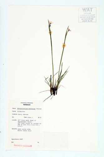 Little Blue-eyed grass; Montane Blue-eyed-grass specimen