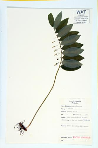 Hairy Solomon's Seal specimen