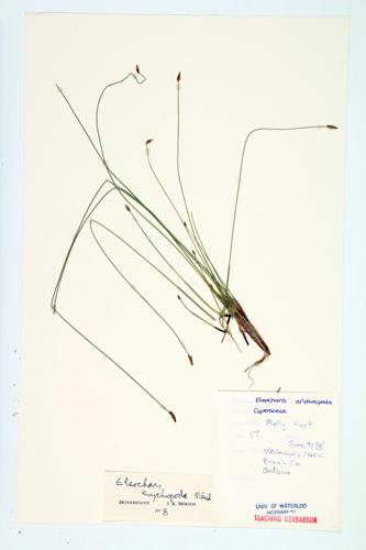 Bald Spike Rush; Red-footed Spike-rush; Red-stemmed Spike-rush specimen