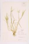 Foxtail Barley specimen