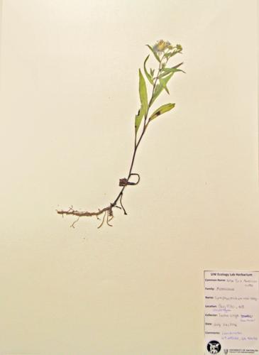 New York American Aster specimen