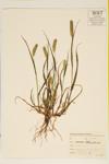 Yellow Foxtail specimen