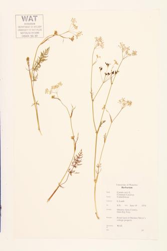 Caraway; Common Caraway; Carvies  specimen