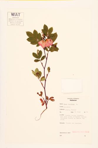 Carolina Rose specimen