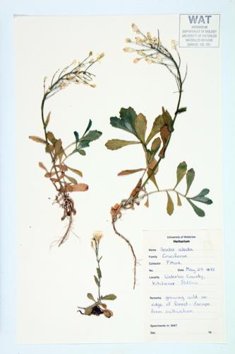 Alpine Rock-cress; Wall Rockcress specimen