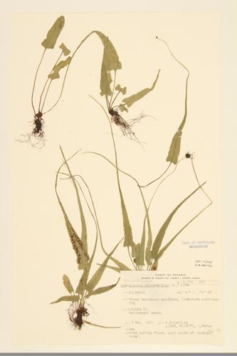 Walking-fern Spleenwort specimen