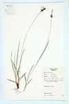 Yellow Sedge specimen