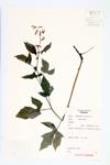 Tall White Rattlesnake-root; Tall White Lettuce specimen