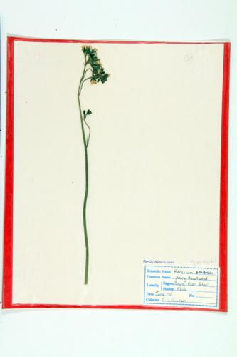 Hairy Hawkweed; Gronovius Hawkweed specimen