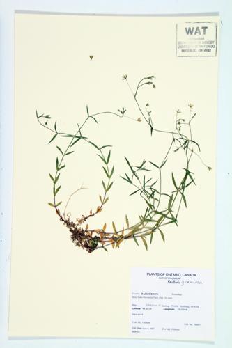 Grass-leaved Stitchwort; Common Chickweed; Lesser Stitchwort  specimen