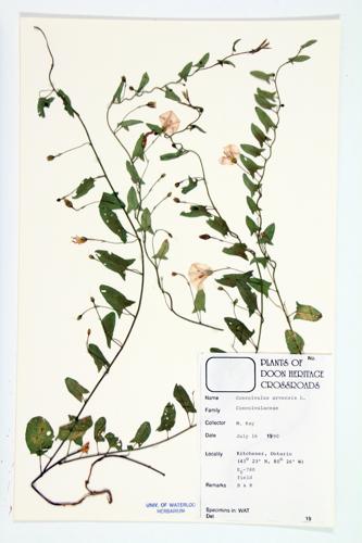 Small Bindweed; Field Bindweed specimen