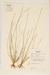 Overlooked Dropseed; Small Rush Grass specimen