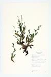 Mouse-ear Scorpion-grass; Ture Forget-me-not; Field Forget-me-not specimen