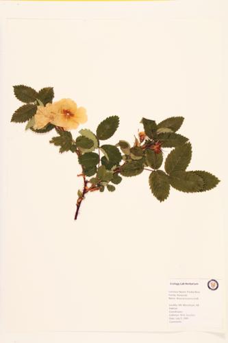 Prickly Rose specimen