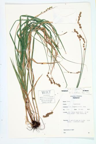 Necklace Sedge; Loose-headed Oval Sedge specimen