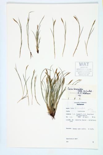 Brome Hummock Sedge; Bromelike Sedge  specimen