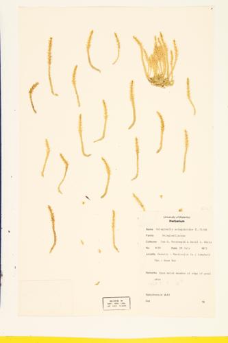 Club Spikemoss; Northern Spike-moss  Low Selaginella  specimen