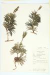 Ground Cedar specimen