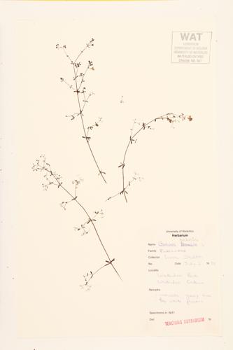 Marsh Bedstraw specimen