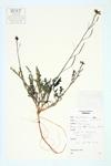 Wall-rocket; Sand-rocket specimen