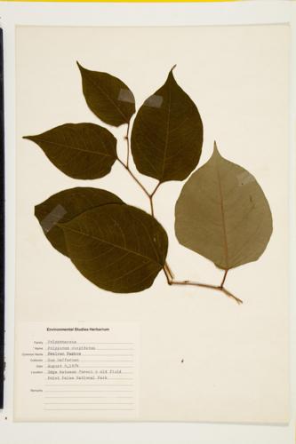 Japanese Knotweed specimen