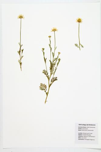 Wild Chamomile specimen