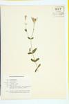 Sweet William; Lobel's Catchfly specimen