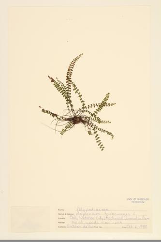 Maidenhair Spleenwort specimen